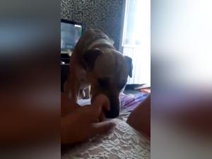 Mature woman and dog: a beastly encounter on video