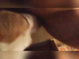 Vidéo de sexe bestialité avec un chien et un gode