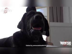 A Zoophilic Adventure: A Tale of Passion and a Sexy Dog