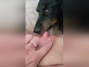 Shocking Intimate Relationship Between Woman and Dog