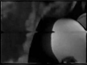 Vintage zoophilia video: discover sex scenes with dogs and animals