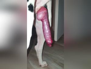 Friendly Dog And His Big Throbbing Penis