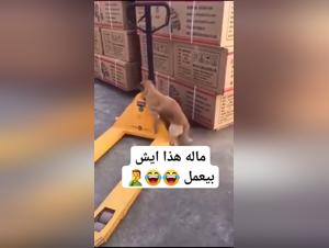 exploring the dog fucker phenomenon