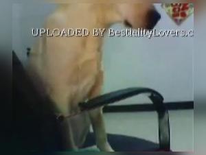 Vidéos de zoophilie hardcore : découvrez l'univers du sexe avec des animaux