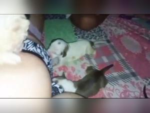 Taboo Boundaries: Canine and Human