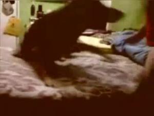 Wild Encounter: Sex with Dog