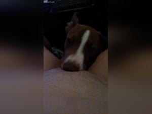 Bestiality: An innocent girl and a dog