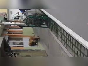 Beyond Boundaries: Exploring Porndog