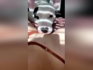 Bestiality-Video: Hund 6 - Eine extreme sexuelle Erfahrung