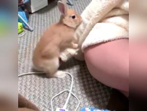 A bestial experience with a naughty canine