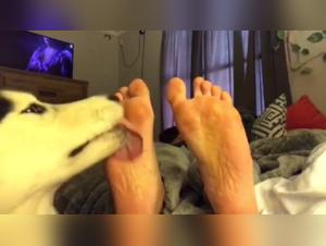 Clean and naughty girls with dogs: breathtaking bestiality sex videos