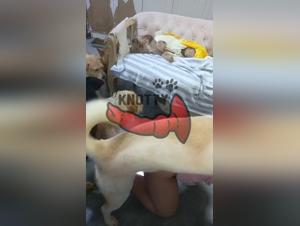 Tierschamerei und Bestialitat - die neuen Videos