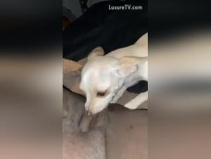 Chihuahua Zoophilia Video - Part 1
