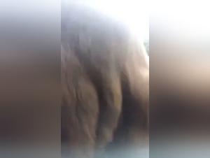 animal porno with a dog