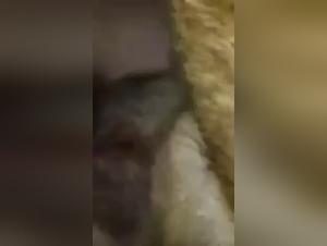 Explore the Limits of Bestiality and Zoophilia