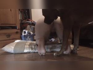 Bestiality with a teen and her dog