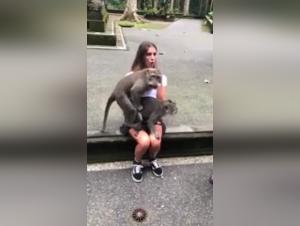 Bestiality video: monkey and human