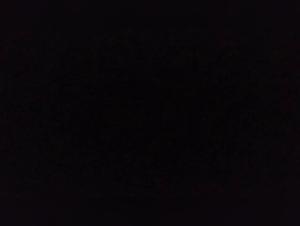 k9 wife with family dog