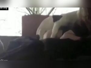 Dive into the Obscure World of Animal Porn