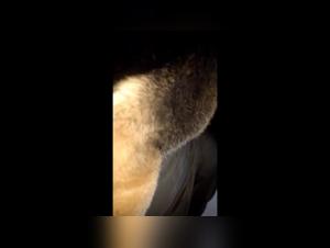 Bestial encounter: woman and dog