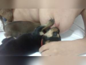 Nursing Puppy - A unique beastly experience