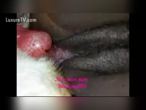 Black woman and her dog: a video of extreme zoophilia