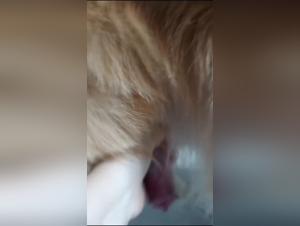 into the depths of ticzoo fantasies