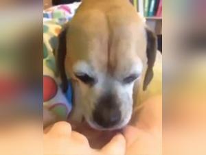 Unique Sexual Experiences: Man and female dog