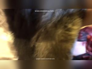 Impactantes escenas de bestialidad con estrellas porno y nuevos modelos.