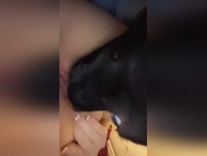 Zootube: Where Art Zoo Meets Desire