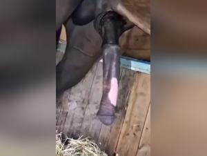 Dog Sex Video: Intense Horse Seduction in My Home