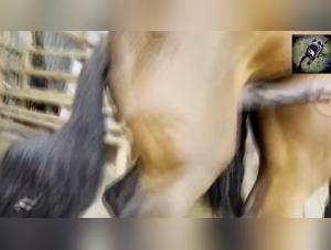 Sexy Dog Fucking and Horny Whores Fucking Dogs