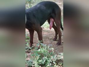 Sex video with a dog with a huge cock