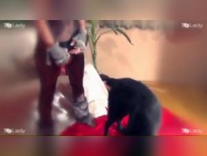 K9Lady Ariel en una noche de Navidad bestial