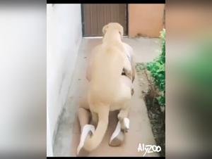 Unveiling the Dark Truths of Zoo Skool