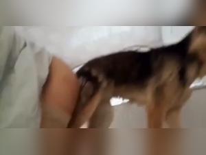 Schockierendes Video: Intimitat mit einem Hund