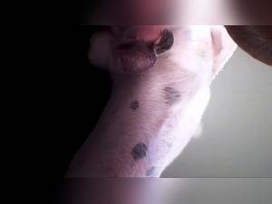 bestiality tubes chocolate dip