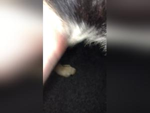 Woman and her GSD in shocking bestiality video