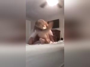 Extremas bestialidades con putas y perros sexo