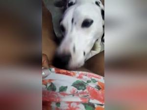 My Wife's Shocking Intimacy with Man's Best Friend