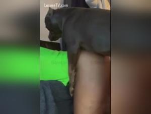 Lesbian Sex Dog Video