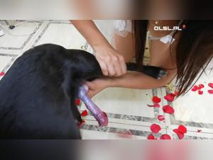 Bestiality : a night of delights with my dog