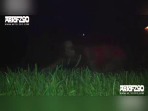 Cupcake and her four-legged friend: an intense zoophilia scene