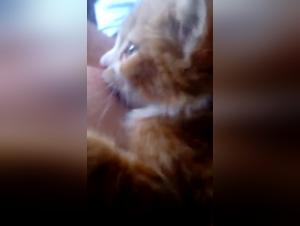 A Story of Bestiality and Passion: Gatito Mamon