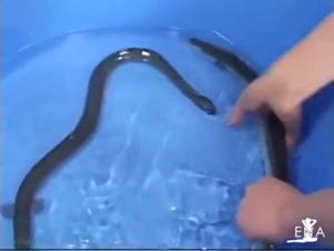 Extreme bestiality: a woman and a fish