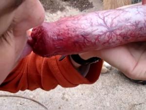 Blowjob with a dog: an extreme zoophilia video