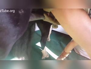 Bestiality videos with horses