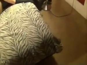 Zoophilic Mom: A Devouring Passion for Sex with Dogs