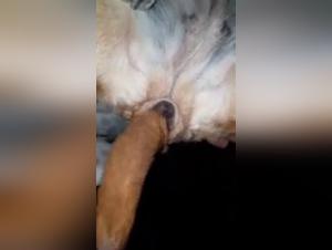Extreme bestiality: women and dogs in hard videos
