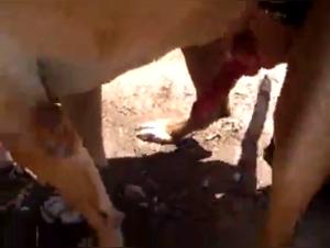 Bestiality sex video: discover hard and extreme scenes